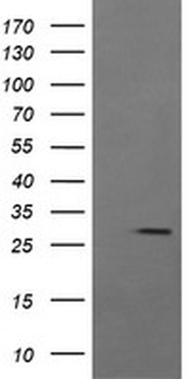 KLK8 Antibody in Western Blot (WB)