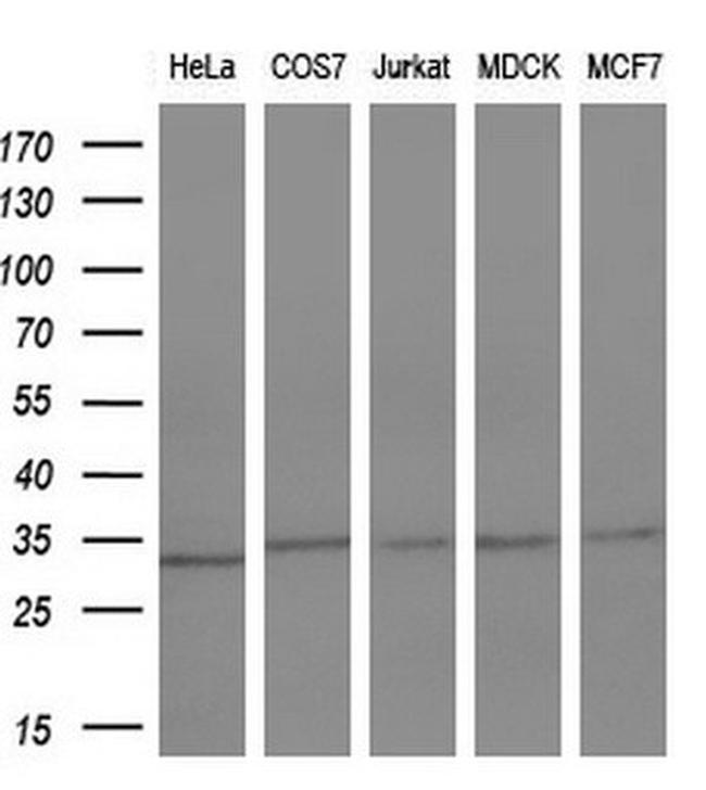 KLK8 Antibody in Western Blot (WB)