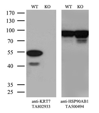 KRT7 Antibody