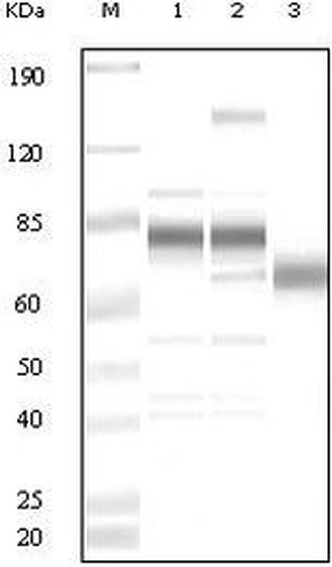 KSHV ORF8 Antibody in Western Blot (WB)