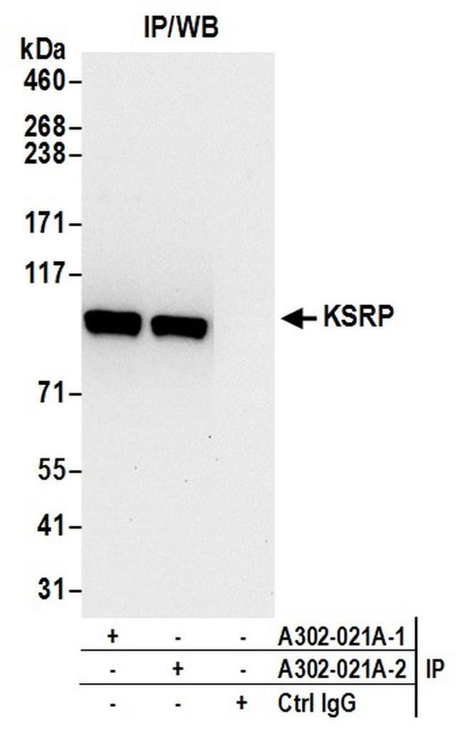 KSRP Antibody in Western Blot (WB)
