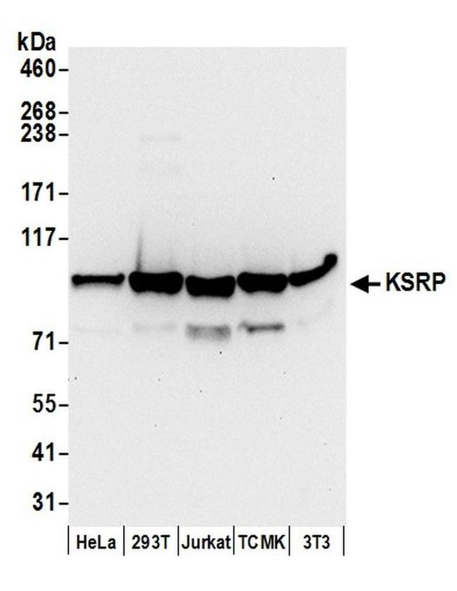 KSRP Antibody in Western Blot (WB)