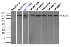 L1CAM Antibody in Immunoprecipitation (IP)