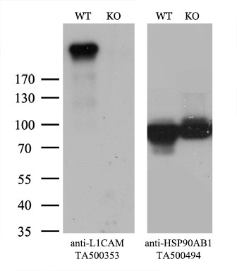 L1CAM Antibody