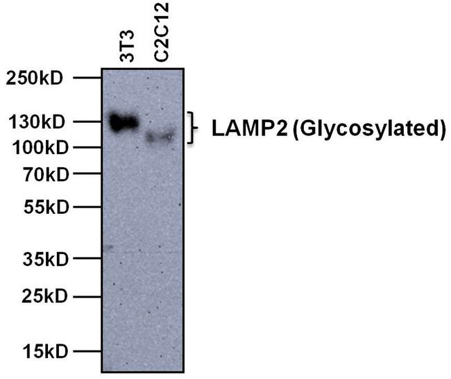 LAMP2 Antibody in Western Blot (WB)