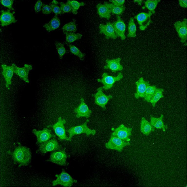 LAP1 Antibody in Immunocytochemistry (ICC/IF)