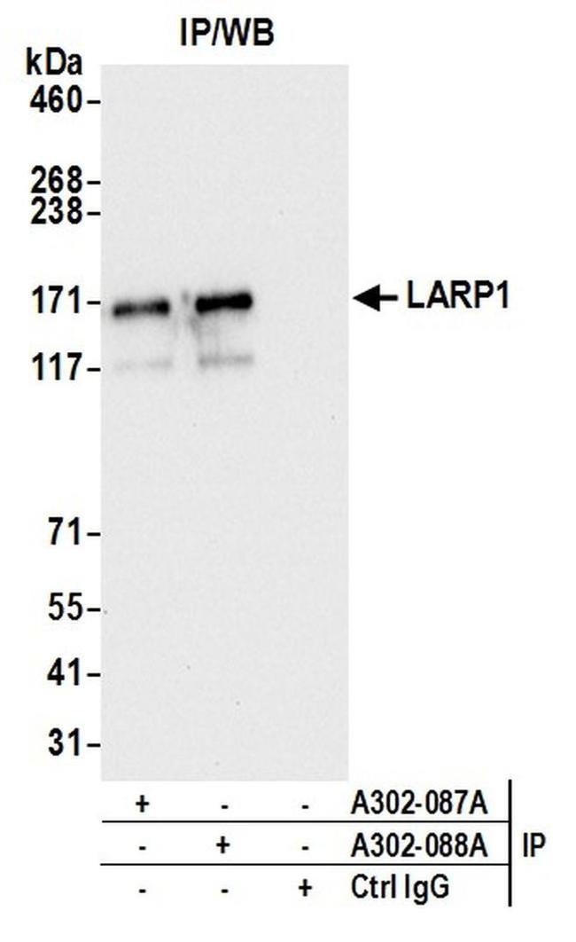 LARP1 Antibody in Western Blot (WB)