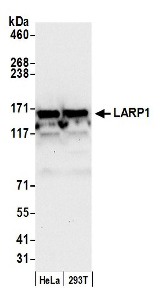 LARP1 Antibody in Western Blot (WB)