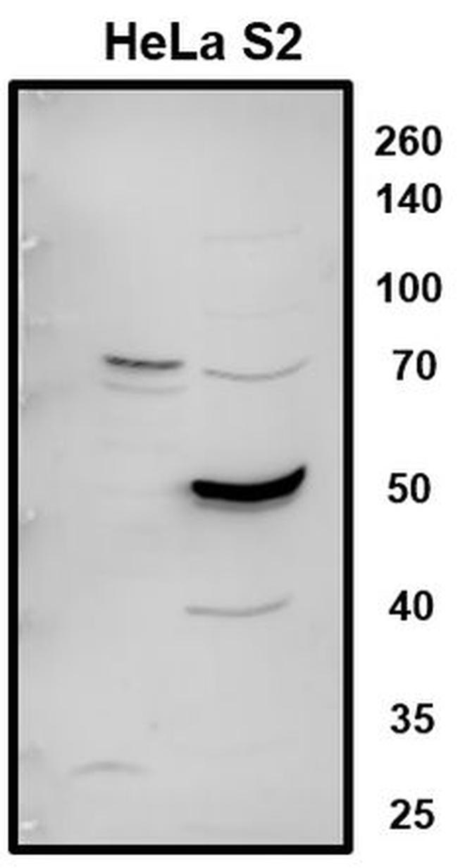 LARP7 Antibody in Western Blot (WB)