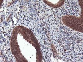 LCMT1 Antibody in Immunohistochemistry (Paraffin) (IHC (P))