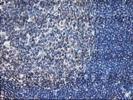 LCMT1 Antibody in Immunohistochemistry (Paraffin) (IHC (P))