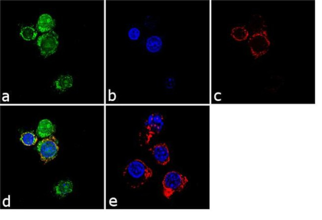 HPK1 Antibody in Immunocytochemistry (ICC/IF)