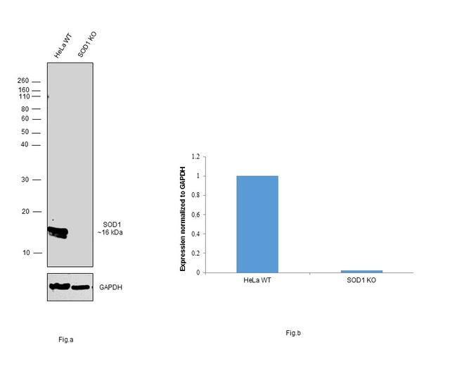 SOD1 Antibody in Western Blot (WB)