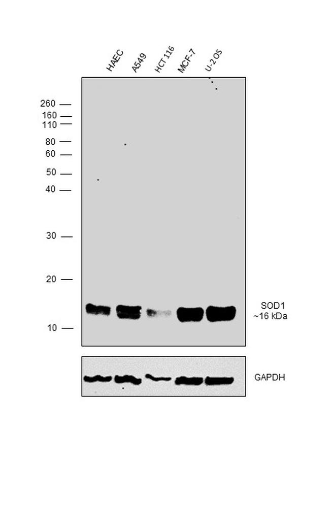 SOD1 Antibody in Western Blot (WB)