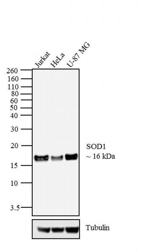 SOD1 Antibody in Western Blot (WB)