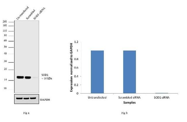 SOD1 Antibody in Western Blot (WB)