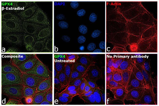 GPX4 Antibody