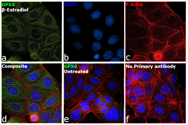 GPX4 Antibody in Immunocytochemistry (ICC/IF)