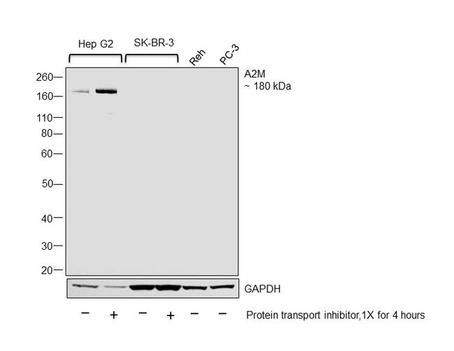 A2M Antibody in Western Blot (WB)