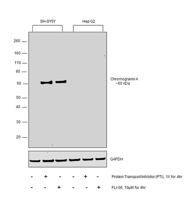 Chromogranin A Antibody in Western Blot (WB)