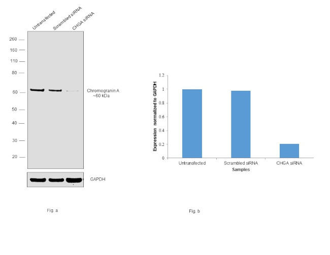 Chromogranin A Antibody