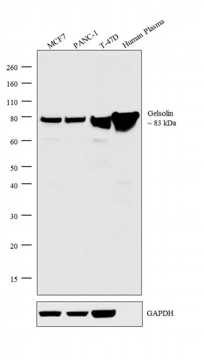 Gelsolin Antibody in Western Blot (WB)