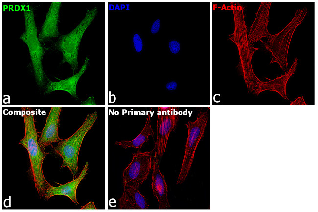 PRDX1 Antibody in Immunocytochemistry (ICC/IF)