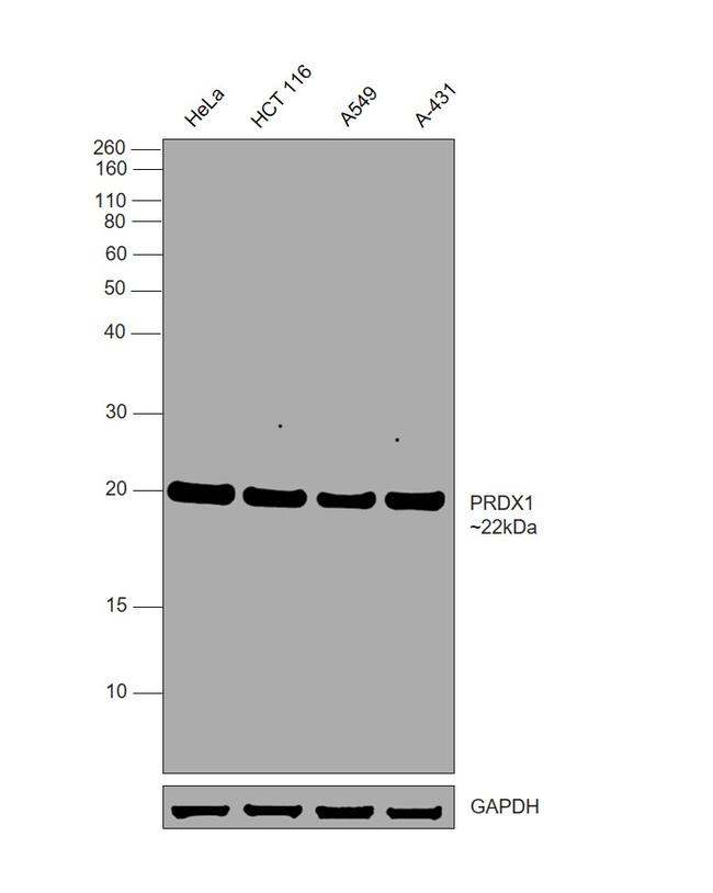 PRDX1 Antibody in Western Blot (WB)