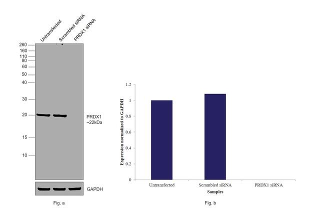 PRDX1 Antibody in Western Blot (WB)