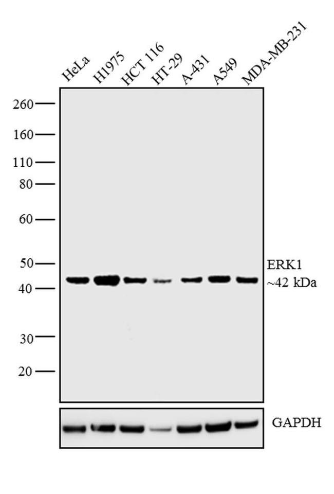 ERK1 Antibody in Western Blot (WB)