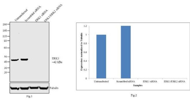 ERK1 Antibody