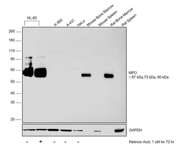 Myeloperoxidase Antibody in Western Blot (WB)