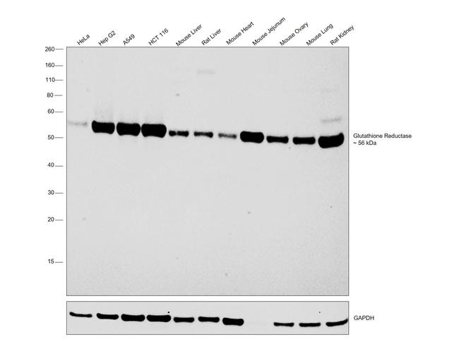 GSR Antibody in Western Blot (WB)