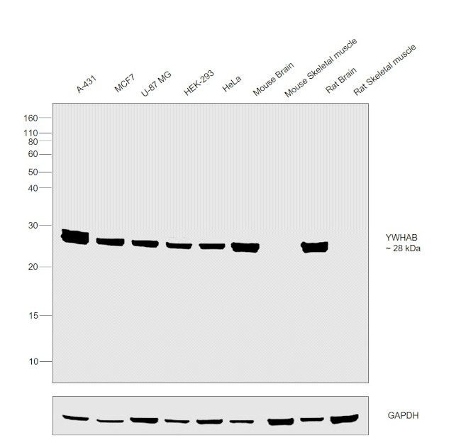 14-3-3 beta Antibody