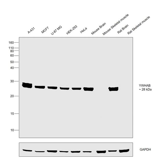 14-3-3 beta Antibody in Western Blot (WB)