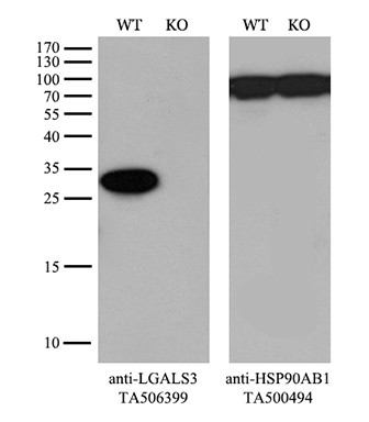 LGALS3 Antibody