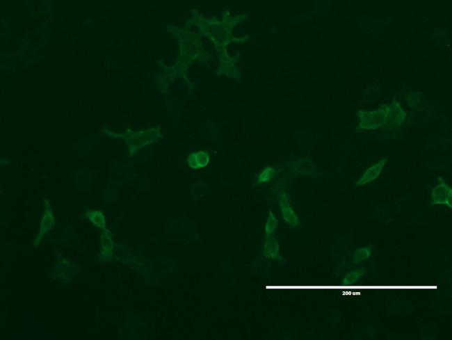 LGR5 Antibody in Immunocytochemistry (ICC/IF)