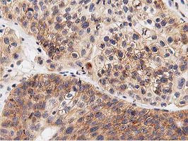 LGR5 Antibody in Immunohistochemistry (Paraffin) (IHC (P))