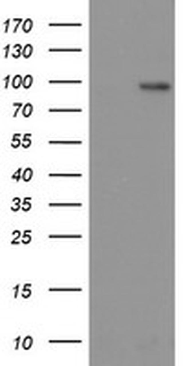 LGR5 Antibody in Western Blot (WB)