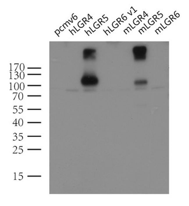 LGR5 Antibody in Western Blot (WB)