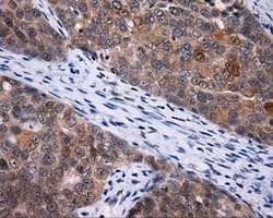 LIPG Antibody in Immunohistochemistry (Paraffin) (IHC (P))