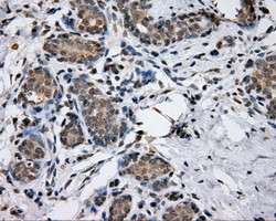 LIPG Antibody in Immunohistochemistry (Paraffin) (IHC (P))