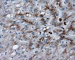 LIPG Antibody in Immunohistochemistry (Paraffin) (IHC (P))