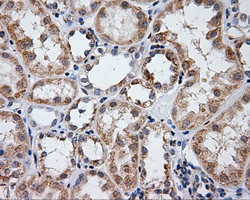 LIPG Antibody in Immunohistochemistry (Paraffin) (IHC (P))