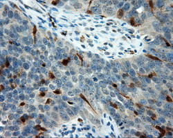 LIPG Antibody in Immunohistochemistry (Paraffin) (IHC (P))