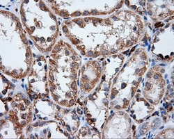 LIPG Antibody in Immunohistochemistry (Paraffin) (IHC (P))