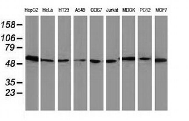 LMAN1 Antibody in Western Blot (WB)