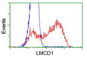 LMCD1 Antibody in Flow Cytometry (Flow)