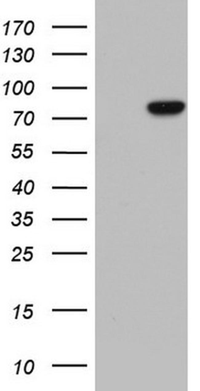 LMNA Antibody in Western Blot (WB)