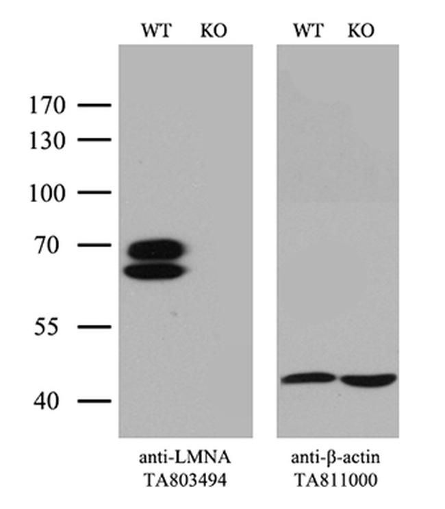 LMNA Antibody in Western Blot (WB)